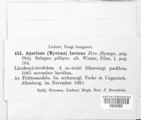 Laccaria laccata image